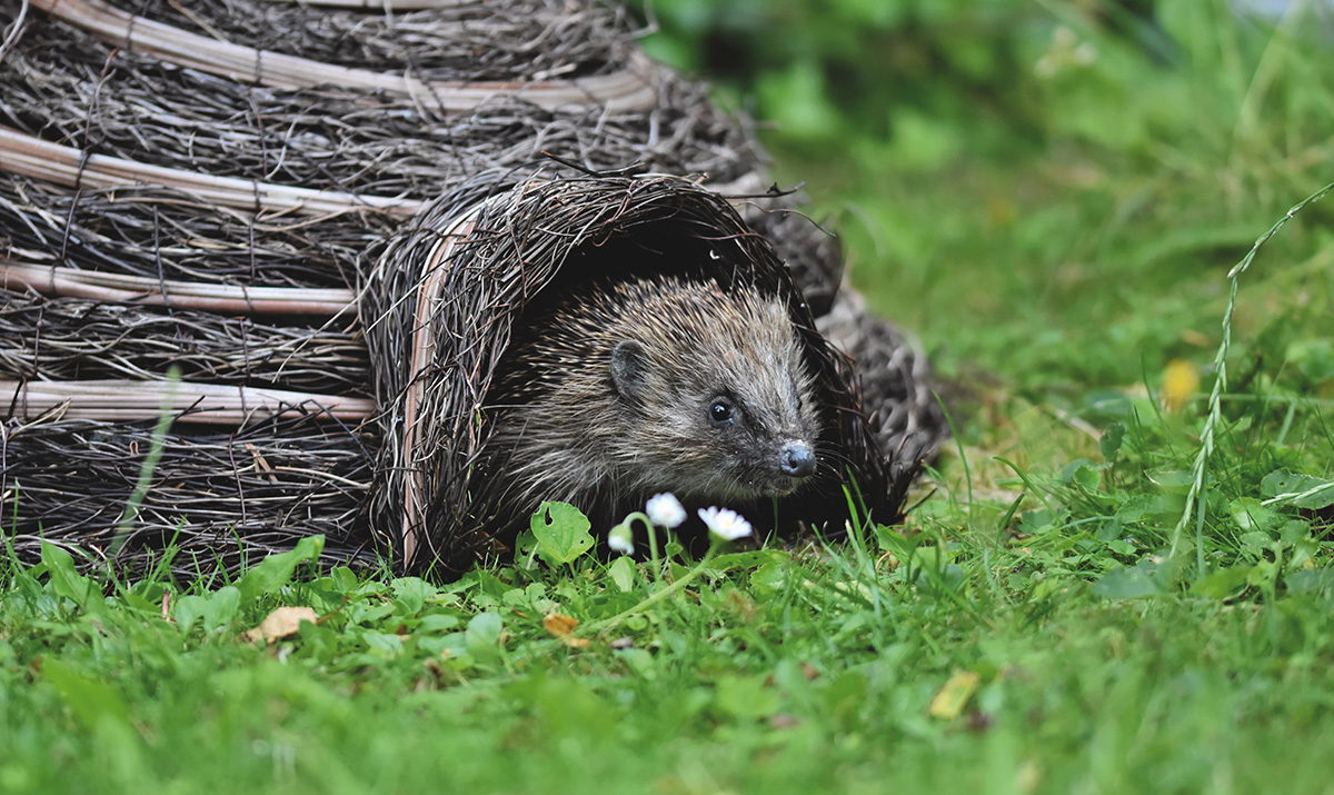 Igel 