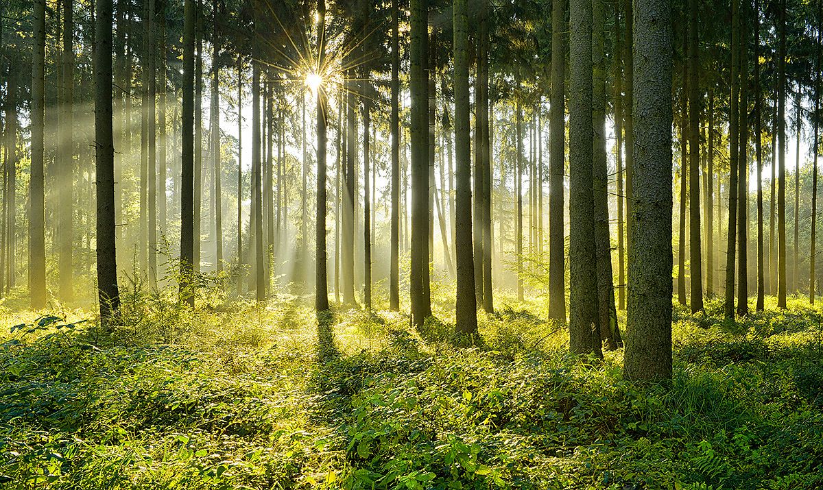 Holz als Baustoff: Gesundheit für Familie und Umwelt