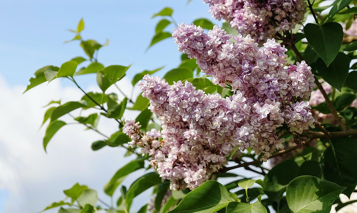 Top 10 Sichtschutzpflanzen für deinen Garten